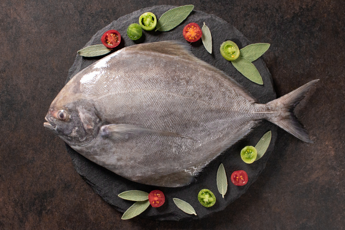 Black Pomfret fresh fish